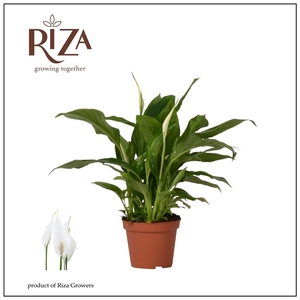 Spathiphyllum 'Chopin'