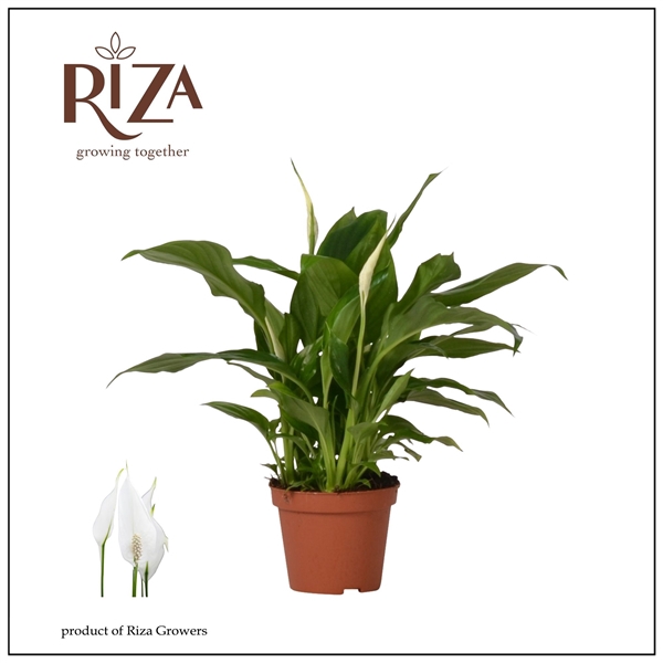 <h4>Spathiphyllum 'Chopin'</h4>