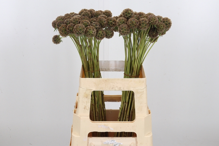 <h4>Scabiosa Stellata</h4>