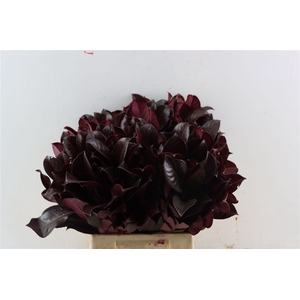 Laurier Kers Aubergine Opgetrokken