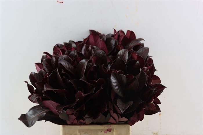 <h4>Laurier Kers Aubergine Opgetrokken</h4>