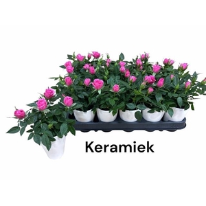 ARR ROSA POT