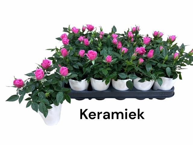 <h4>ARR ROSA POT</h4>