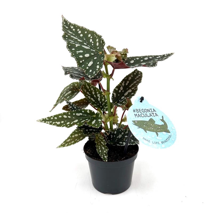 BEGONIA MACULATA P12 BUBBLES COMPACT