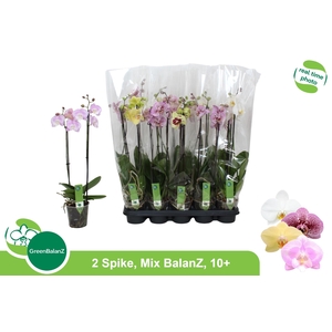 PHAL GEM