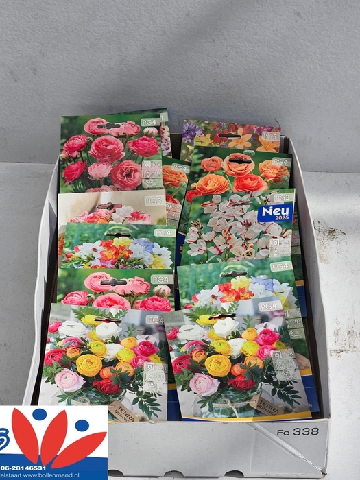 <h4>FREESIA KNOL</h4>