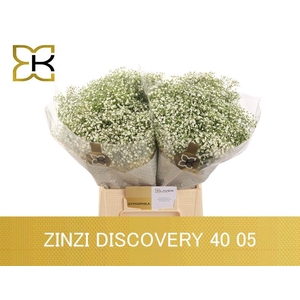 GYPS PA ZI DISCOVERY