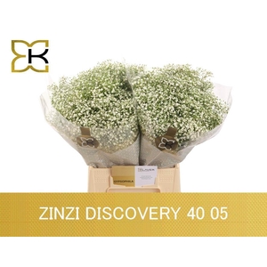 GYPS PA ZI DISCOVERY