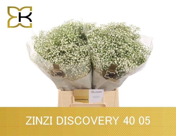 <h4>GYPS PA ZI DISCOVERY</h4>