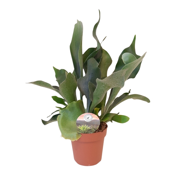 <h4>Platycerium bifurcatum</h4>