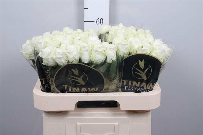 <h4>R Gr Countdown!</h4>