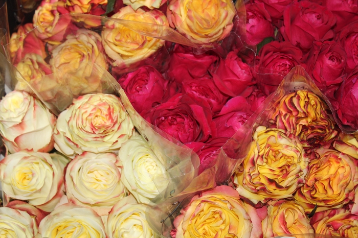 <h4>ROSA GARDEN VARIADA 040 CM</h4>