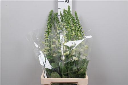 <h4>Digi Camelot White</h4>