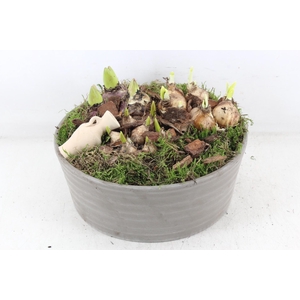 arr4 Bollenmix PL - Terra/grijs ribbel schaal