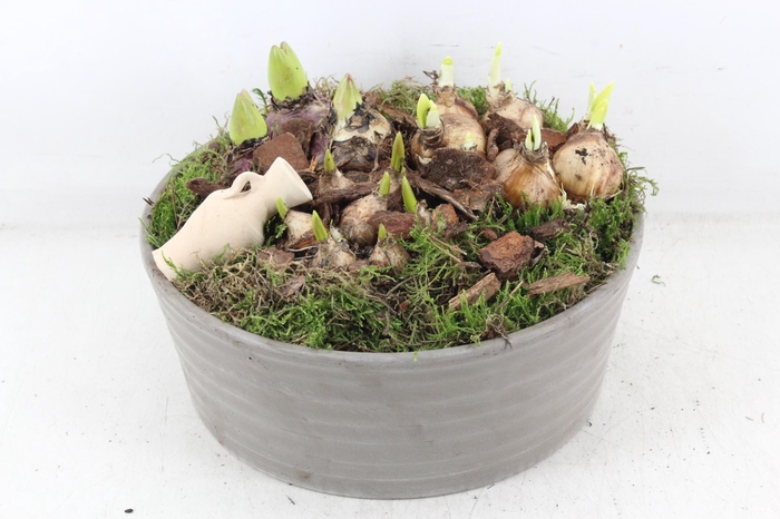 <h4>arr4 Bollenmix PL - Terra/grijs ribbel schaal</h4>