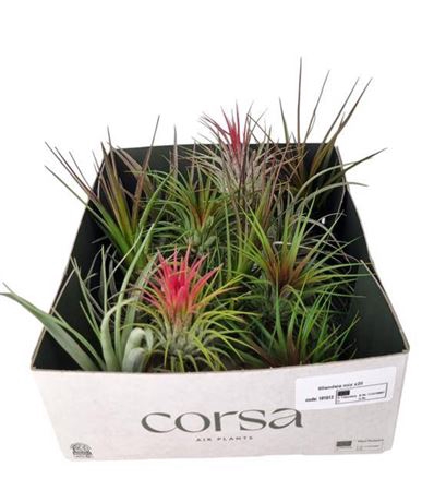 <h4>Tillandsia Ionantha Mix X24</h4>