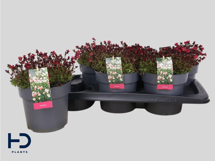 <h4>SAXIF AR MARTO RED</h4>