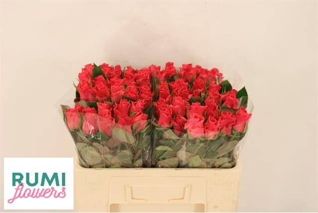 <h4>R Gr Pink Tacazzi+</h4>