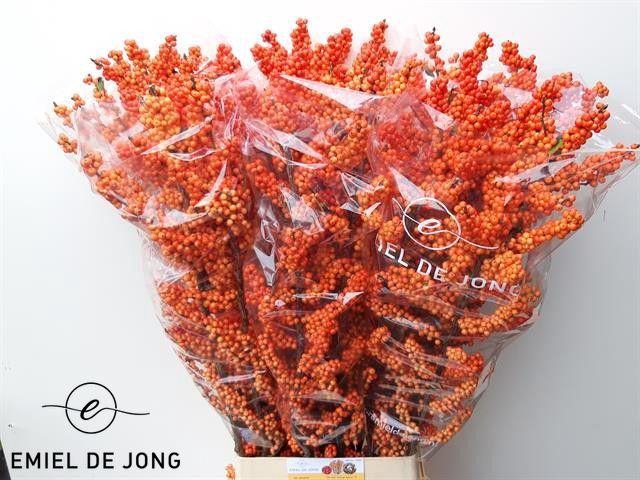 <h4>ILEX VE WINTER GOLD</h4>