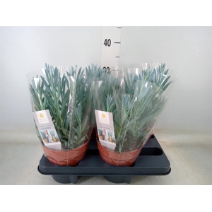 Curio ficoides 'Mount everest'