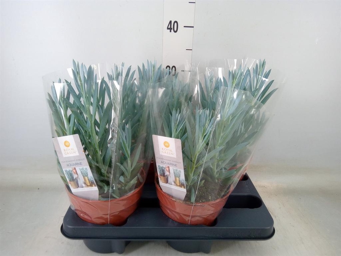 <h4>Curio ficoides 'Mount everest'</h4>