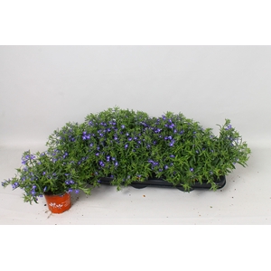 LOBE ER BAHARI BLUE