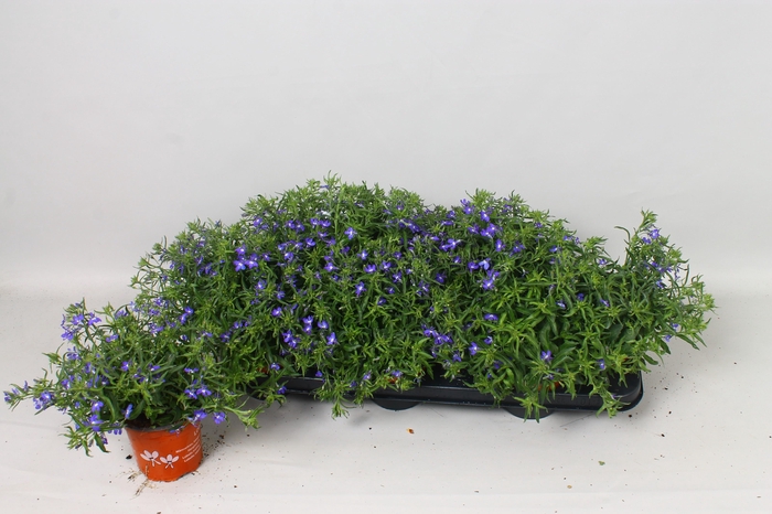 <h4>LOBE ER BAHARI BLUE</h4>