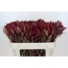Leucadendron Jester