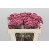 Ozothamnus Booming Pink
