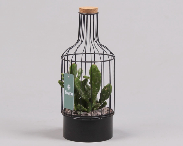 <h4>Fles metaal zwart Small met Cactussen</h4>