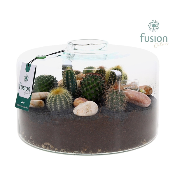 <h4>Green Bottle Kyra XLarge met Cactussen arrangement</h4>