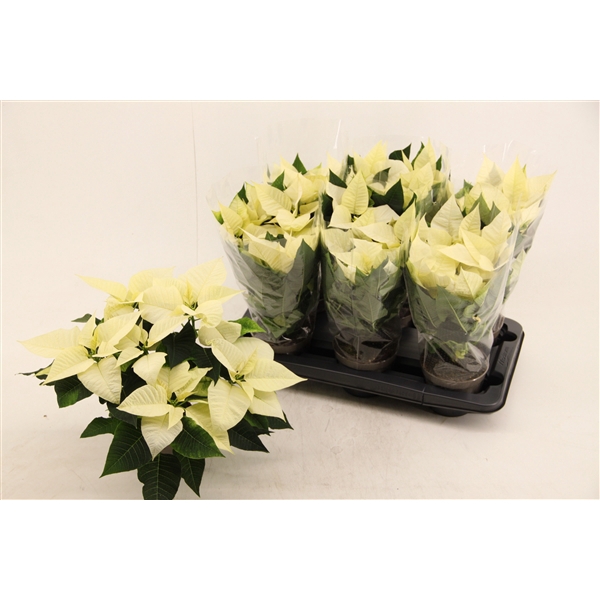 <h4>Poinsettia Premium Polar</h4>