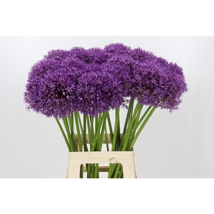 Allium Pinball Wizard