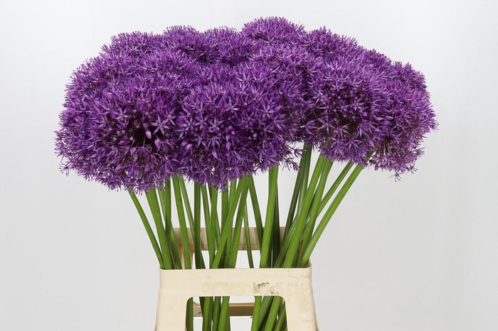 <h4>Allium Pinball Wizard</h4>
