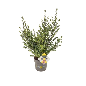 Ilex crenata Dark Green, P23, Struik 40-60cm