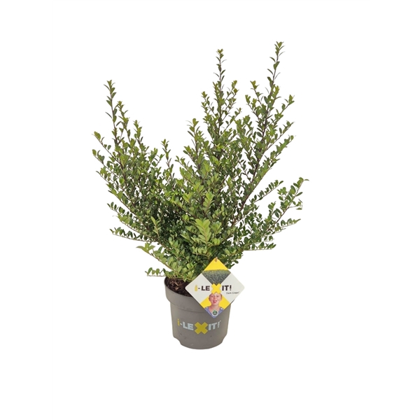 <h4>Ilex crenata Dark Green, P23, Struik 40-60cm</h4>