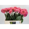 Dahlia Pink Runner