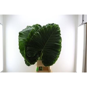 ALOCASIA  AMAZONICA