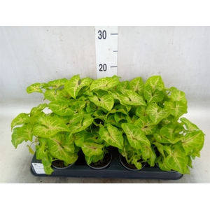 Syngonium  'Golden Allusion'