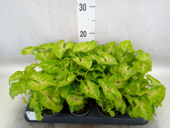 <h4>Syngonium  'Golden Allusion'</h4>