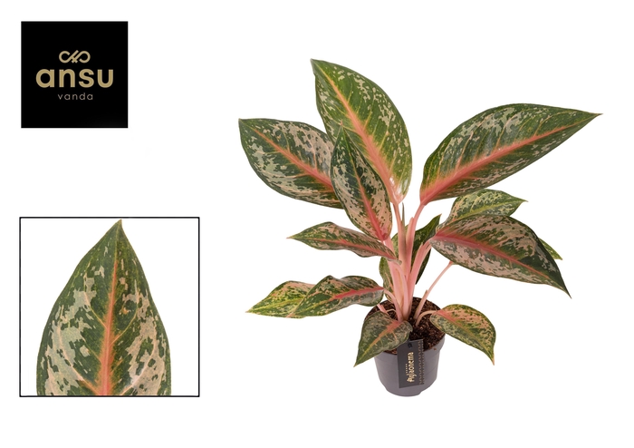<h4>Aglaonema Pumpkin Green</h4>