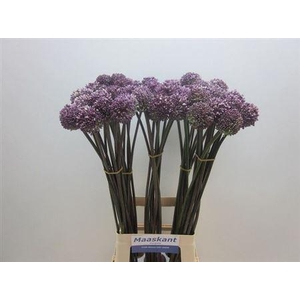 Allium Summer Drummer