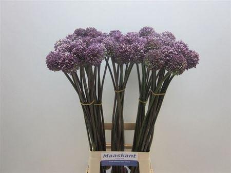 <h4>Allium Summer Drummer</h4>