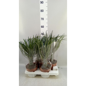 Pachypodium geayi