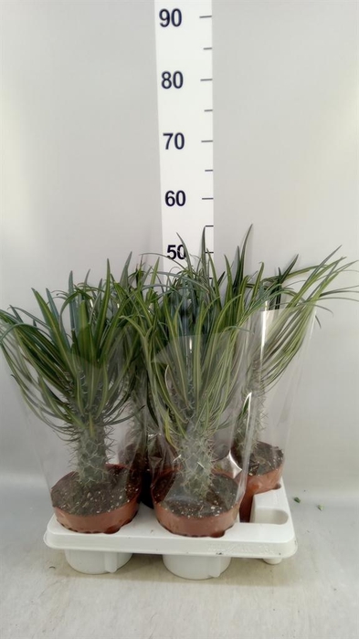 <h4>Pachypodium geayi</h4>