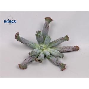 Echeveria Culebra Cutflower Wincx-12cm