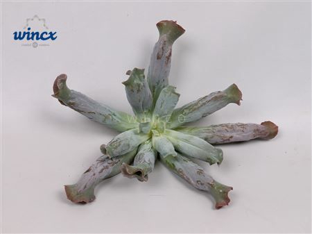 Echeveria Culebra Cutflower Wincx-12cm
