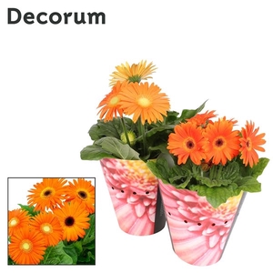 Gerbera 2-bl Orange Potcover