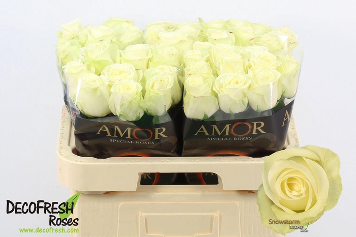 <h4>R Gr Snow Storm</h4>