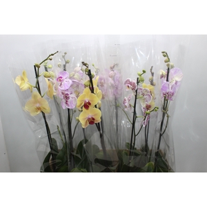PHALAENOPSIS MIX P12
